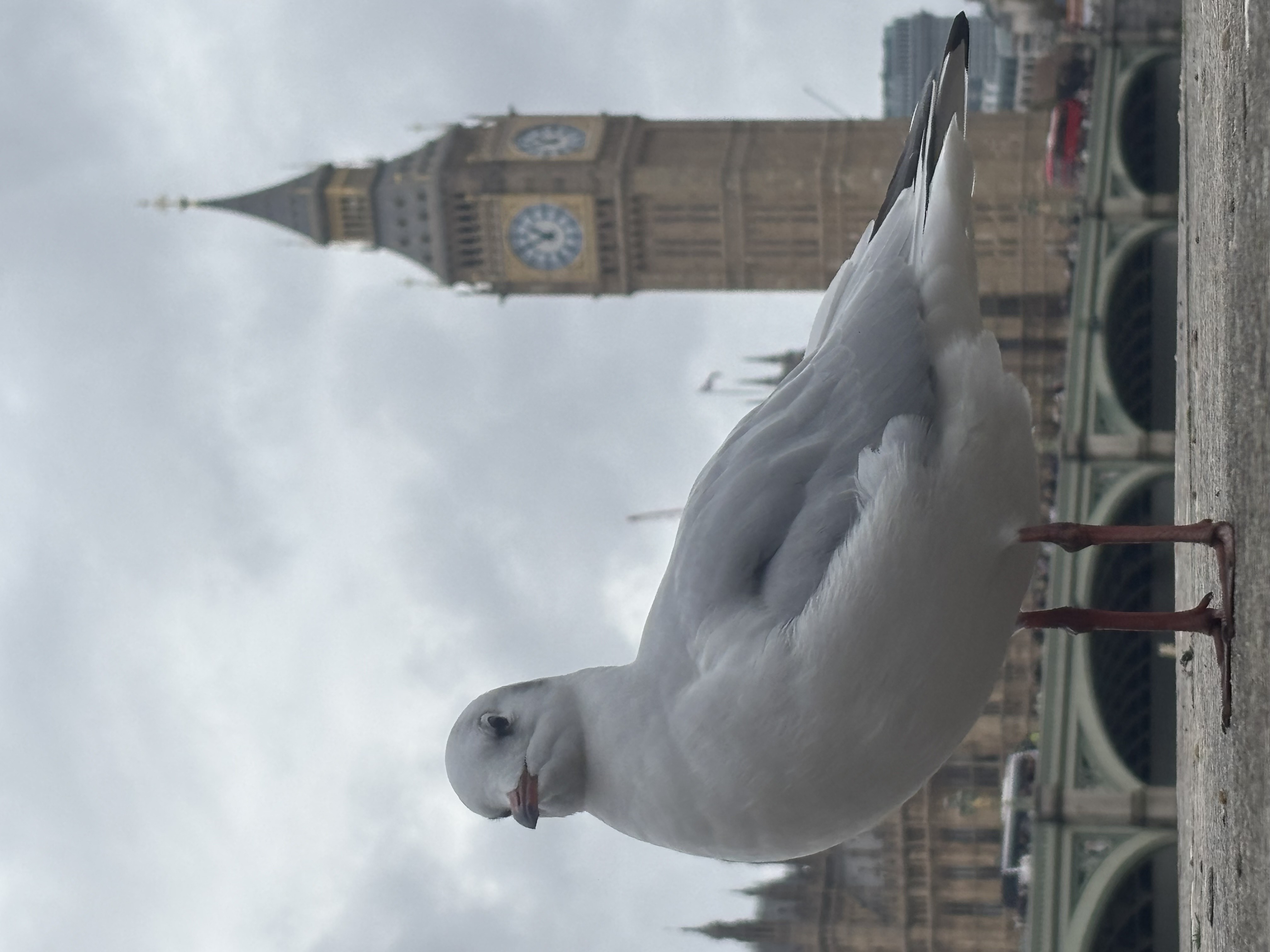 london bird next to big ben!