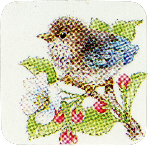 Bird sticker