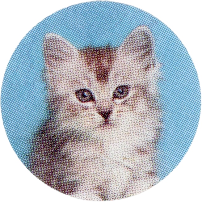 Cat sticker