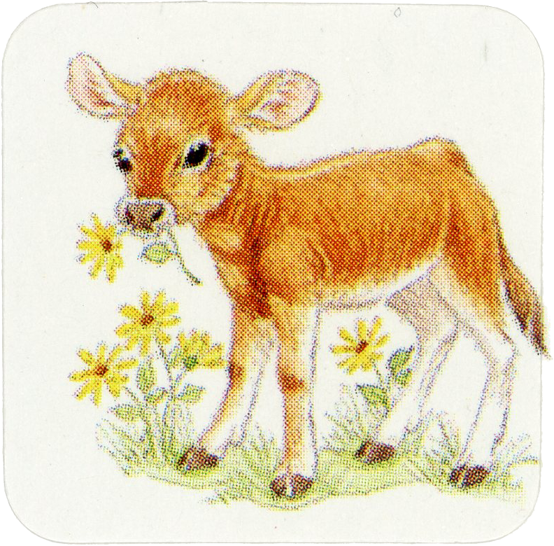 Cow sticker