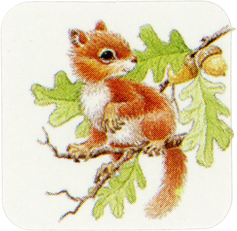 Squirrel sticker