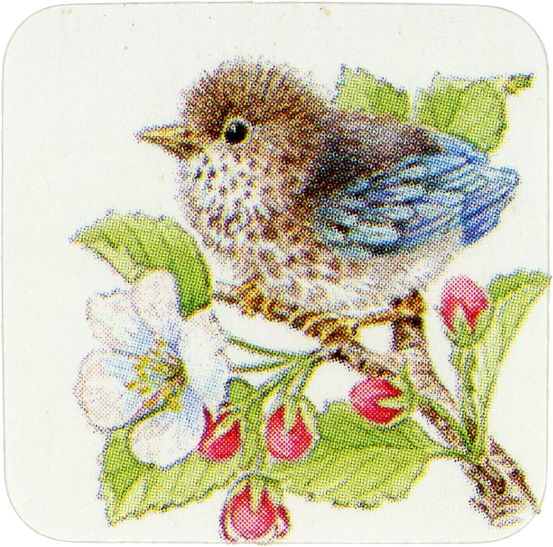 Bird sticker