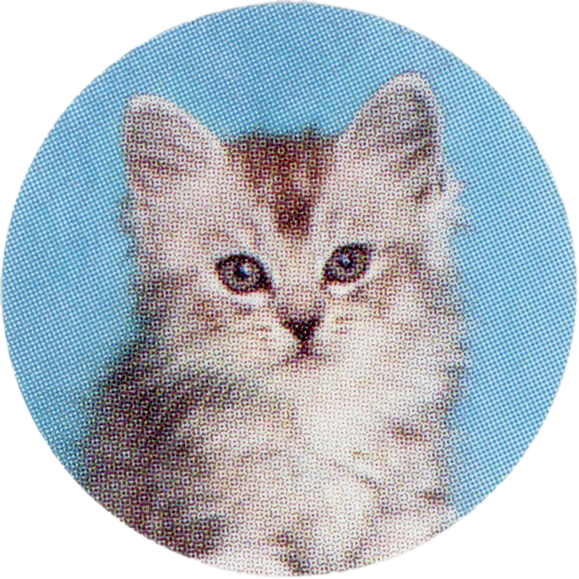 Cat sticker