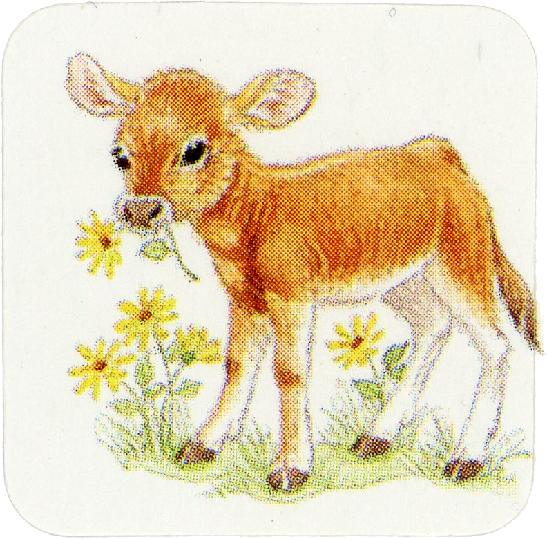 Cow sticker