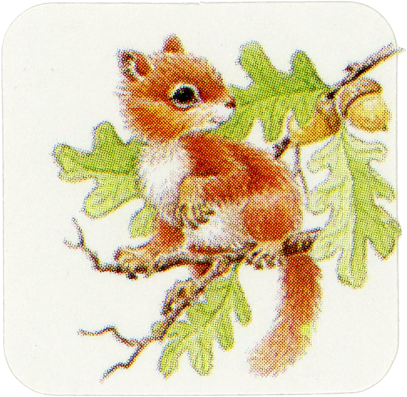 Squirrel sticker